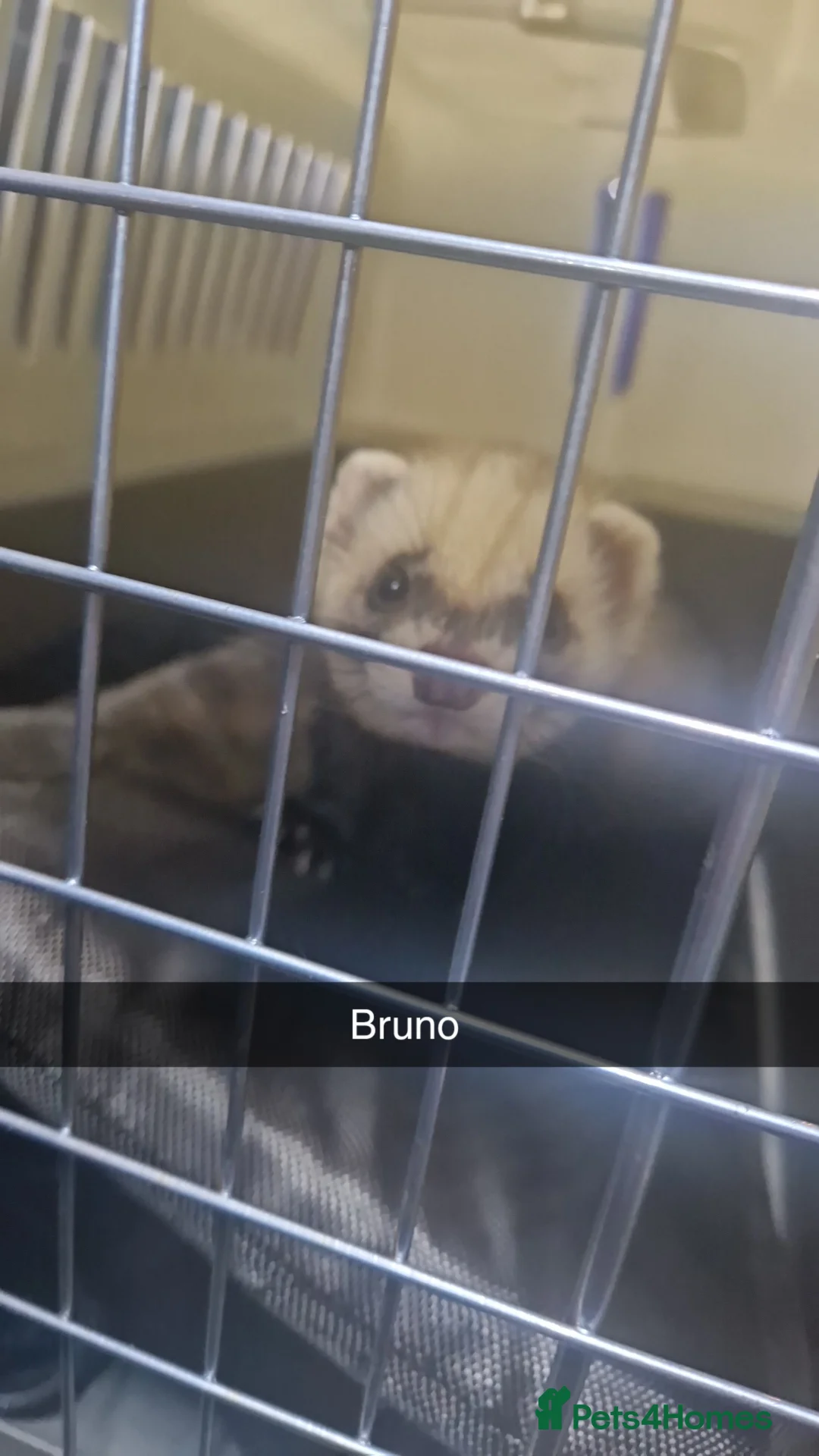 Ferret rodents for sale: Rehoming 2x male ferrets  - Advert 2