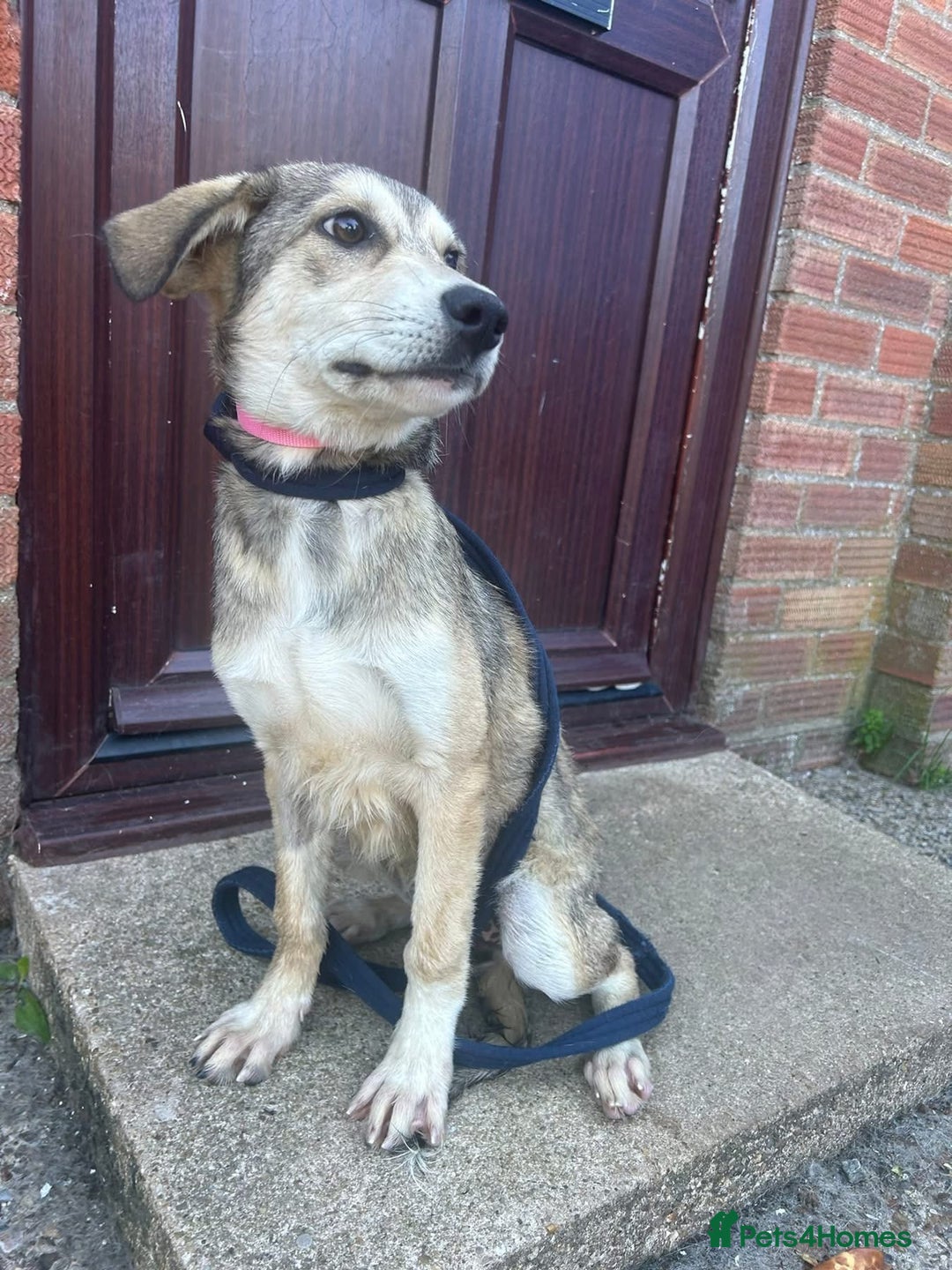 Mixed Breed dogs for adoption: Iris - Norwich Norfolk  - Image 10