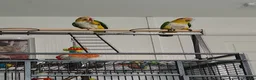 Parakeets birds for sale: 2 Caique Parrots one Male & one female. in Caerphilly - Advert 3
