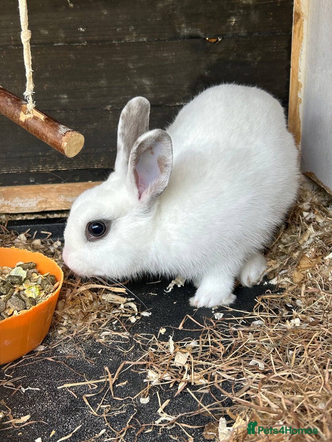 Mixed Breed rabbits for sale: 10 week old rabbits  - Advert 2