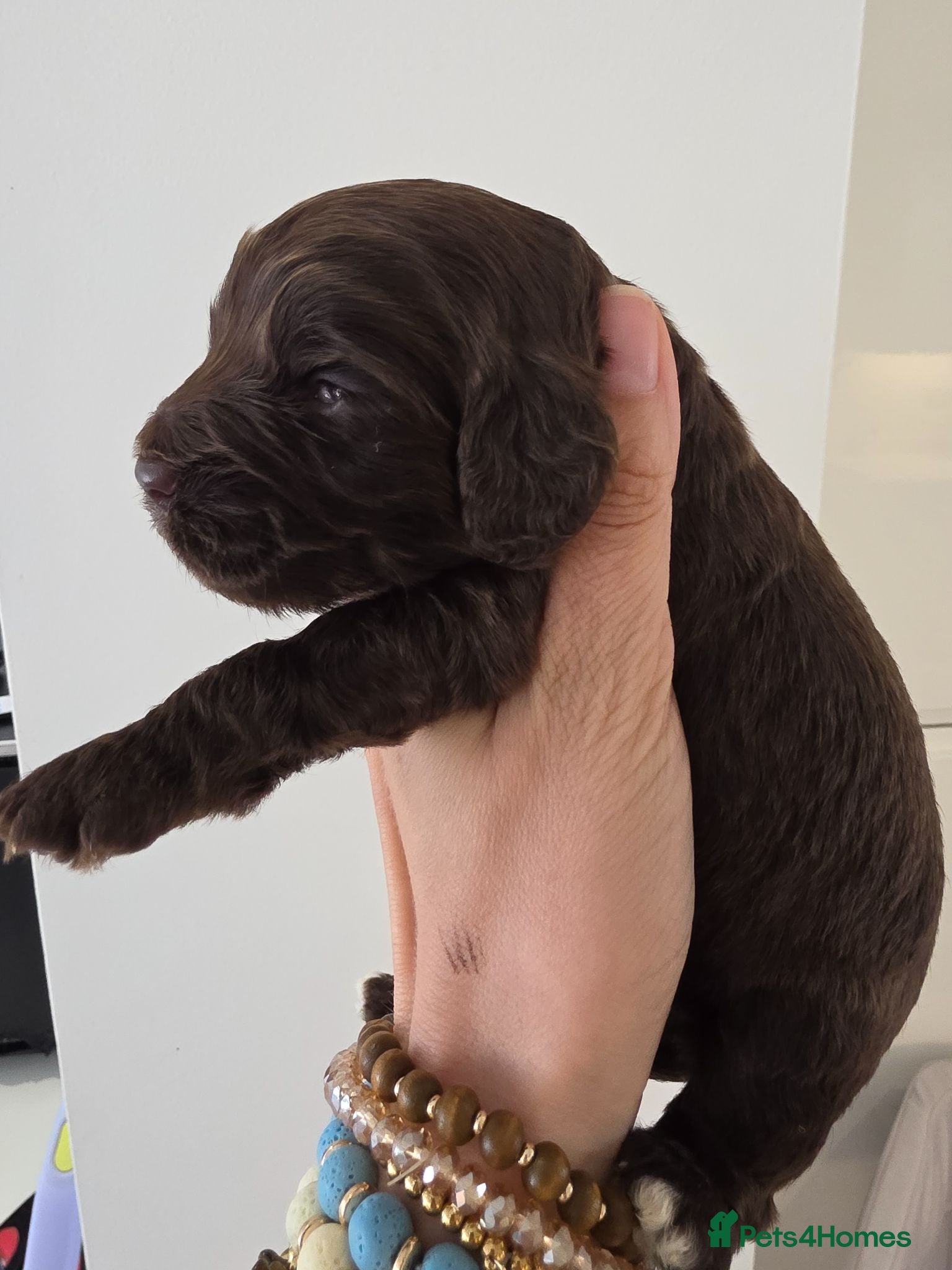 Cockapoo dogs Stunning extensively health tested cockapoos  - Advert 2