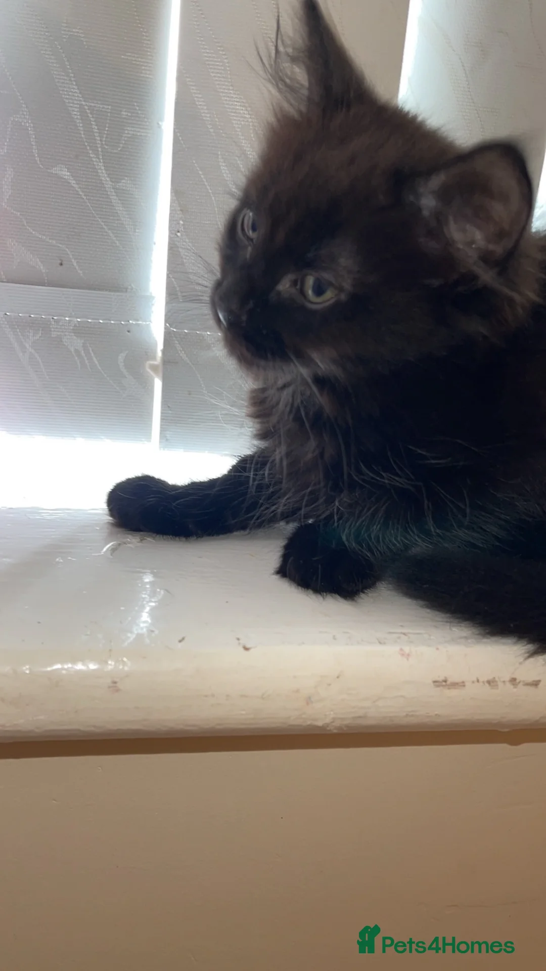 Domestic Shorthair cats for sale: Beautiful domestic short hair, black kitten - Advert 6
