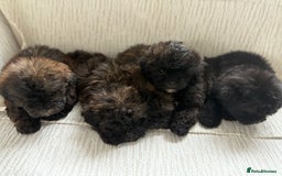 Mixed Breed dogs for sale: Shih-Poo or Shoodle - Image 5