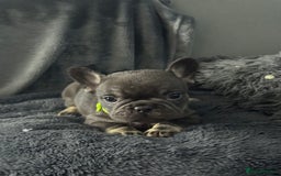 French Bulldog dogs for sale: KC Fluffy Carriers Isabella French Bulldogs puppy - Image 5