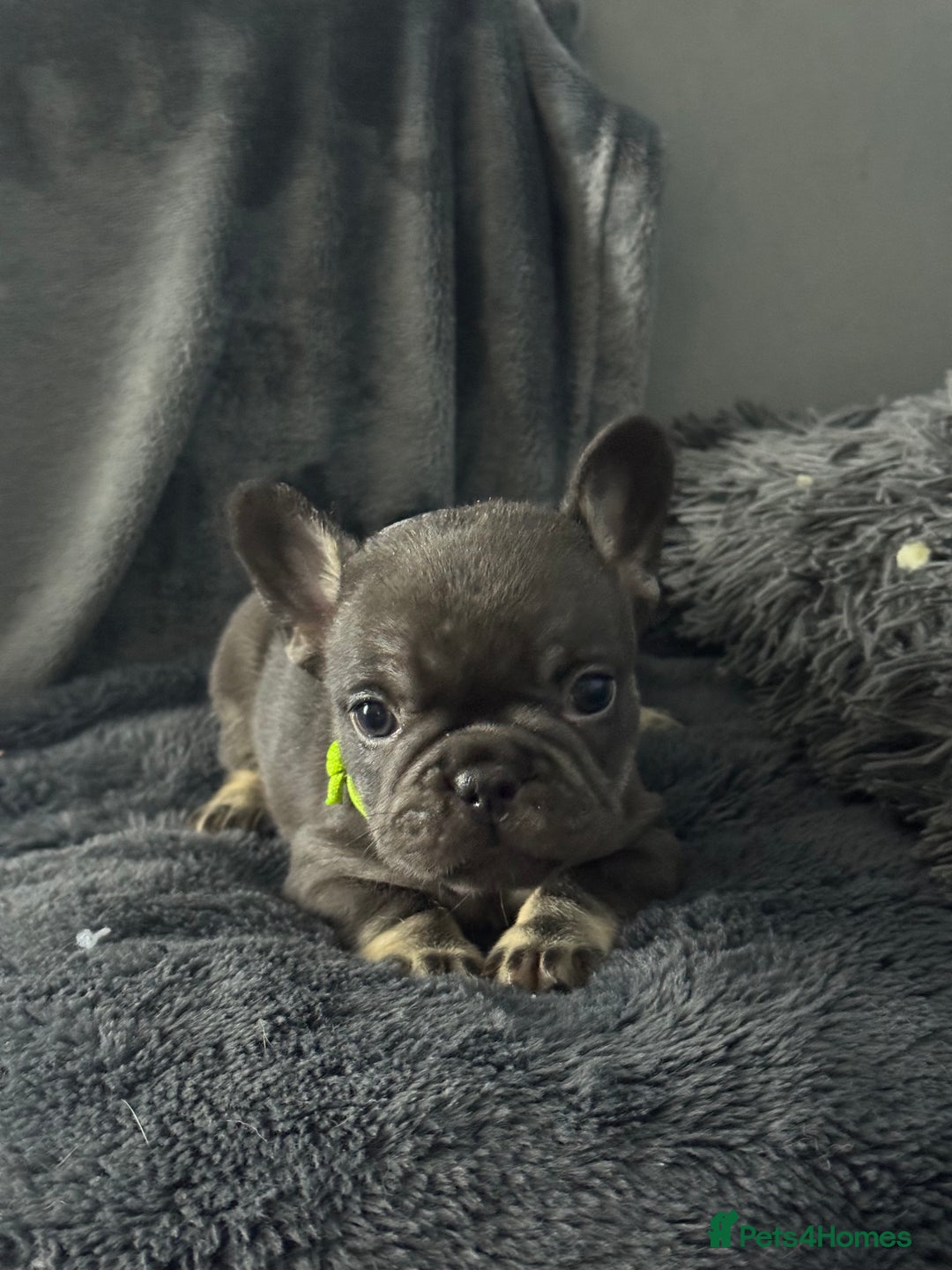 French Bulldog dogs for sale: KC Fluffy Carriers Isabella French Bulldogs puppy - Image 5