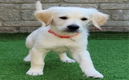 Golden Retriever dogs for sale: READY NOW Stunning Golden Retriever PUPPIES-3 LEFT - Image 16