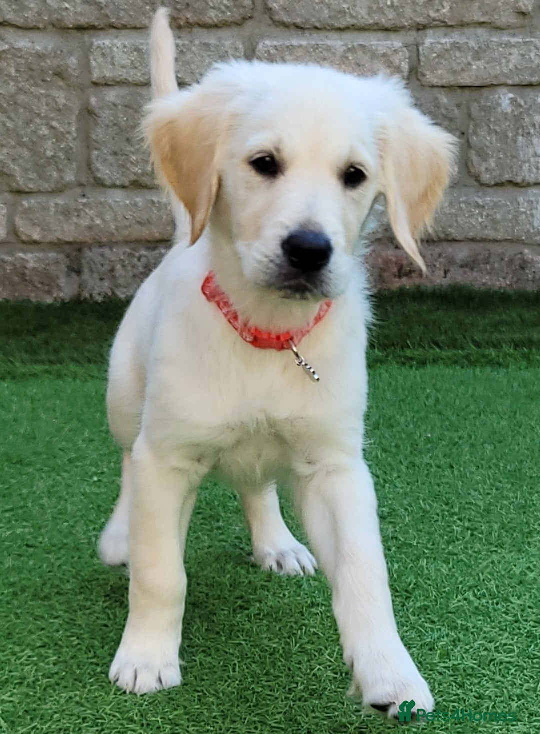 Golden Retriever dogs for sale: READY NOW Stunning Golden Retriever PUPPIES-3 LEFT - Image 16