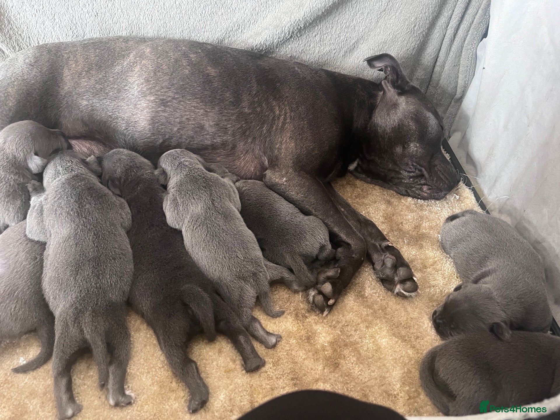 Staffordshire Bull Terrier dogs Blue Champion Bloodline - Advert 2