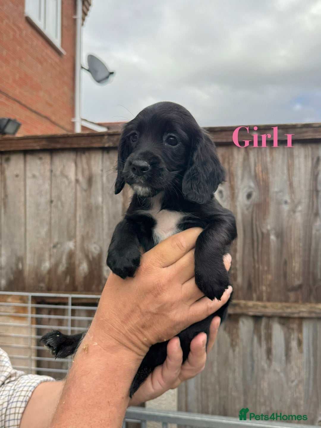 Cocker Spaniel dogs for sale: Working cocker spaniel puppies - Image 7