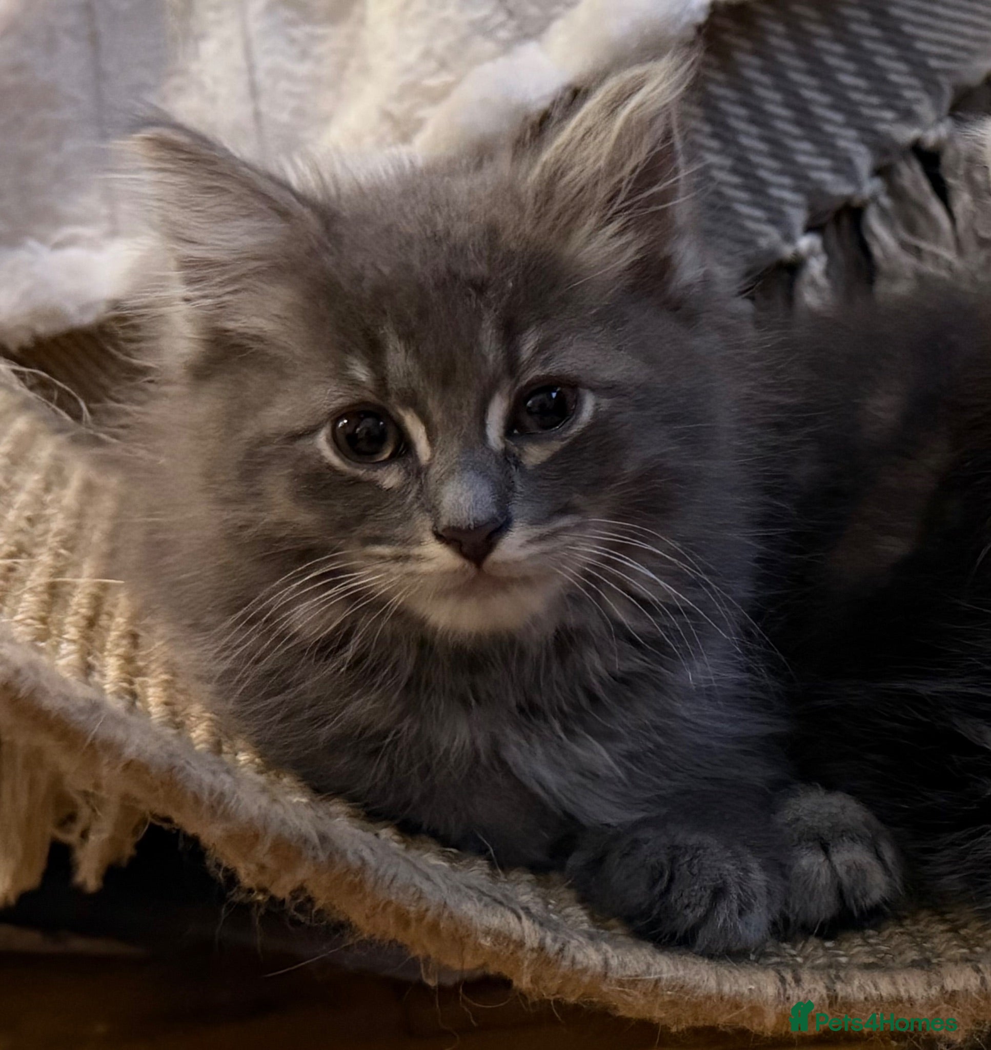 Ragdoll cats Discover the Wonder of Cherubim Ragdoll Kittens - Advert 2