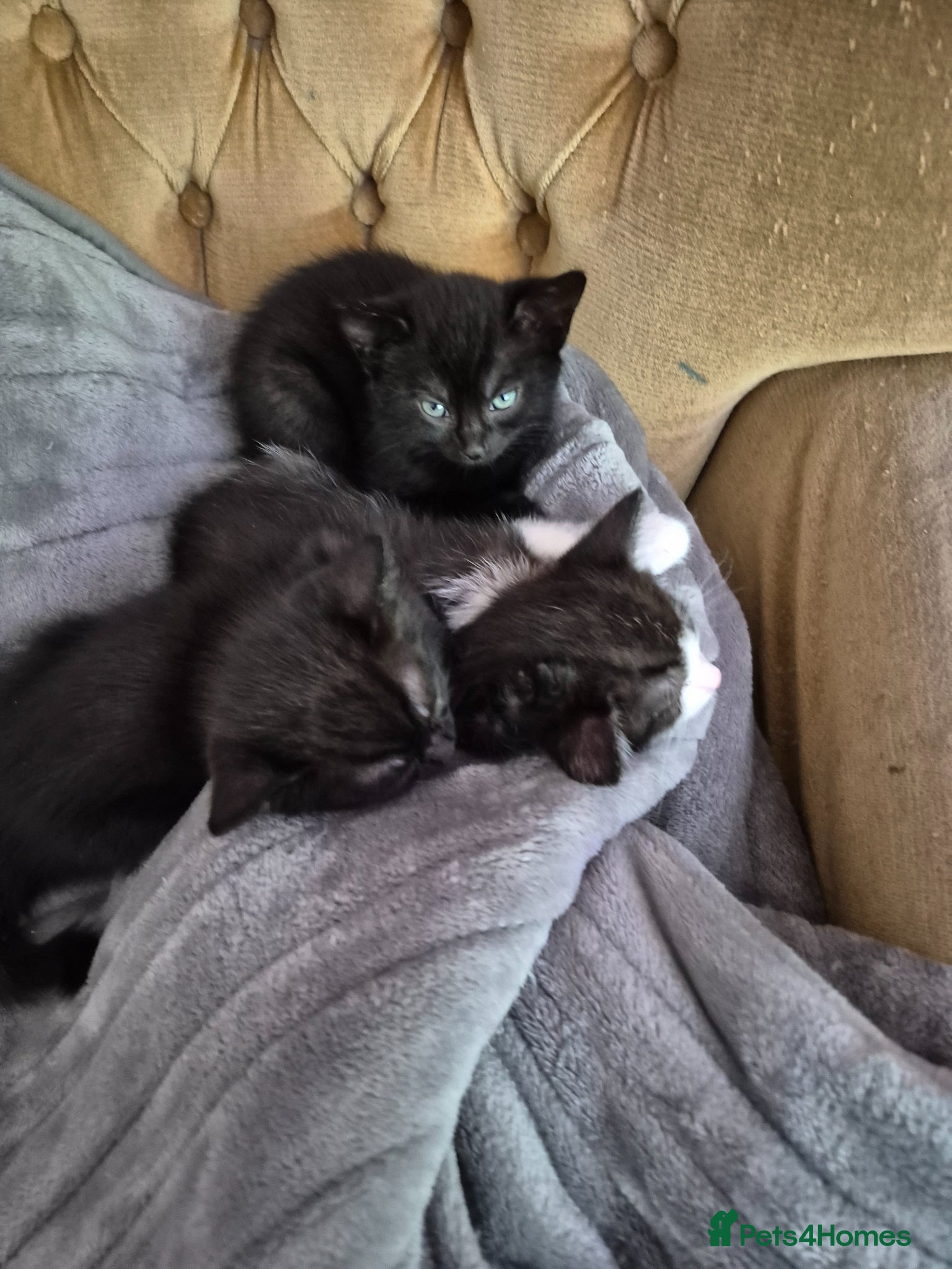 Mixed Breed cats 2 female kittens  - Advert 1