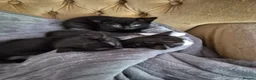 Mixed Breed cats for sale: 2 female kittens  - Advert 1