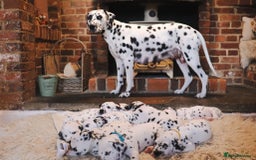 Dalmatian dogs for sale: Beautiful KC Registered Dalmatian Litter - Image 1