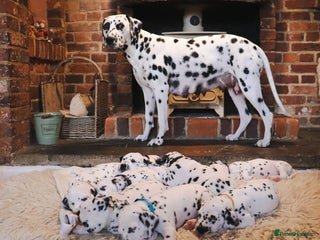 Dalmatian dogs - Advert 2