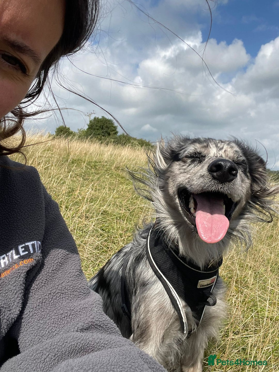 Mixed Breed dogs for sale: Flash 🐾 Looking for an active home - Image 6