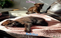 Mixed Breed cats for sale: Scottish Fold Kittens!Rare 🍫chocolate colour🐱 - Image 27