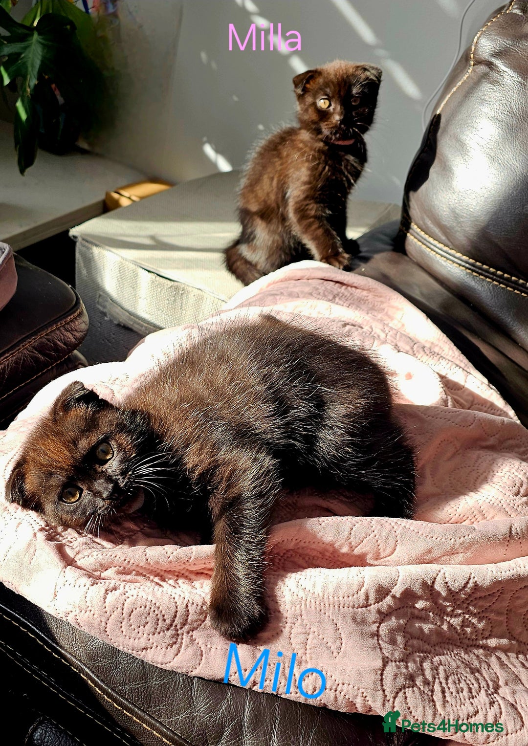 Mixed Breed cats for sale: Scottish Fold Kittens!Rare 🍫chocolate colour🐱 - Image 27