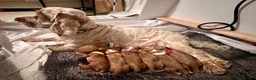 Cocker Spaniel dogs for sale: KC REG Show cocker spaniels - Advert 8