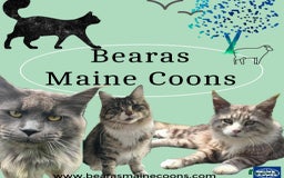 Maine Coon cats for sale: TICA registered, pedigree maine coon kittens  - Image 15