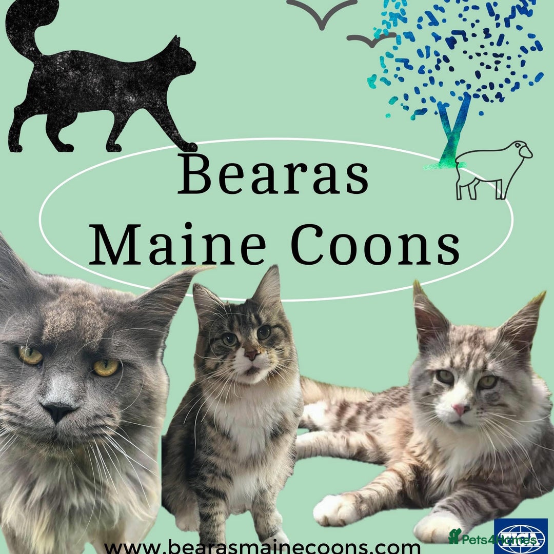 Maine Coon cats for sale: TICA registered, pedigree maine coon kittens  - Image 15