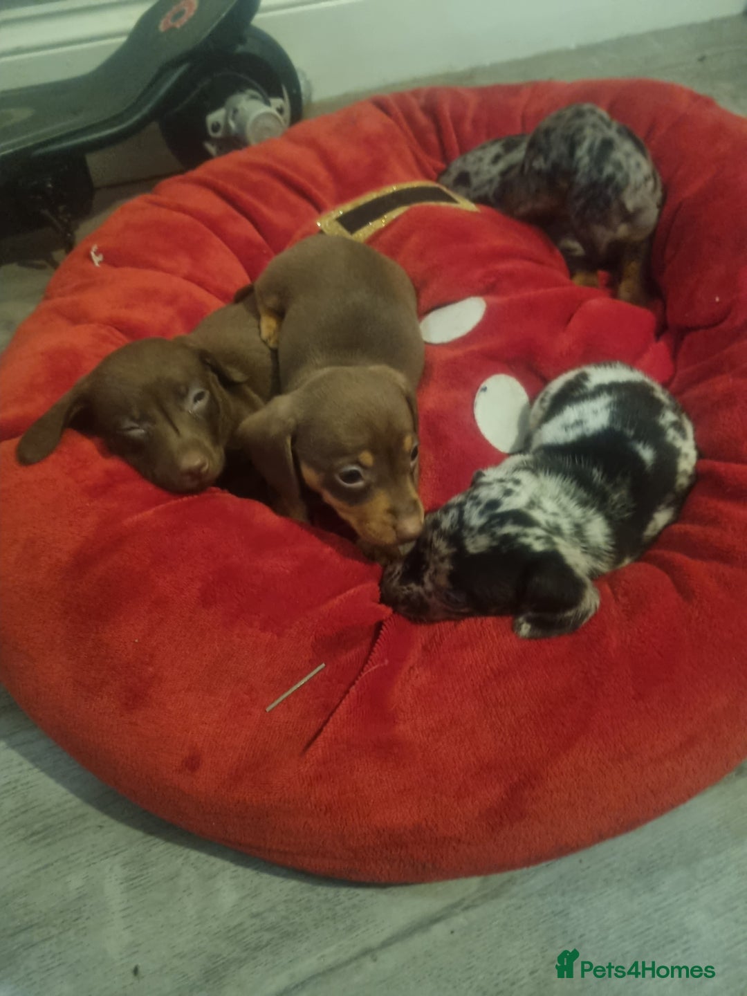 Miniature Dachshund dogs for sale: Miniature Dachshund  - Advert 11