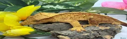 Gecko reptiles for sale: Crested Gecko Collection for sale  - Advert 16