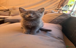 British Shorthair cats for sale: British Blue Cross.  - Image 5