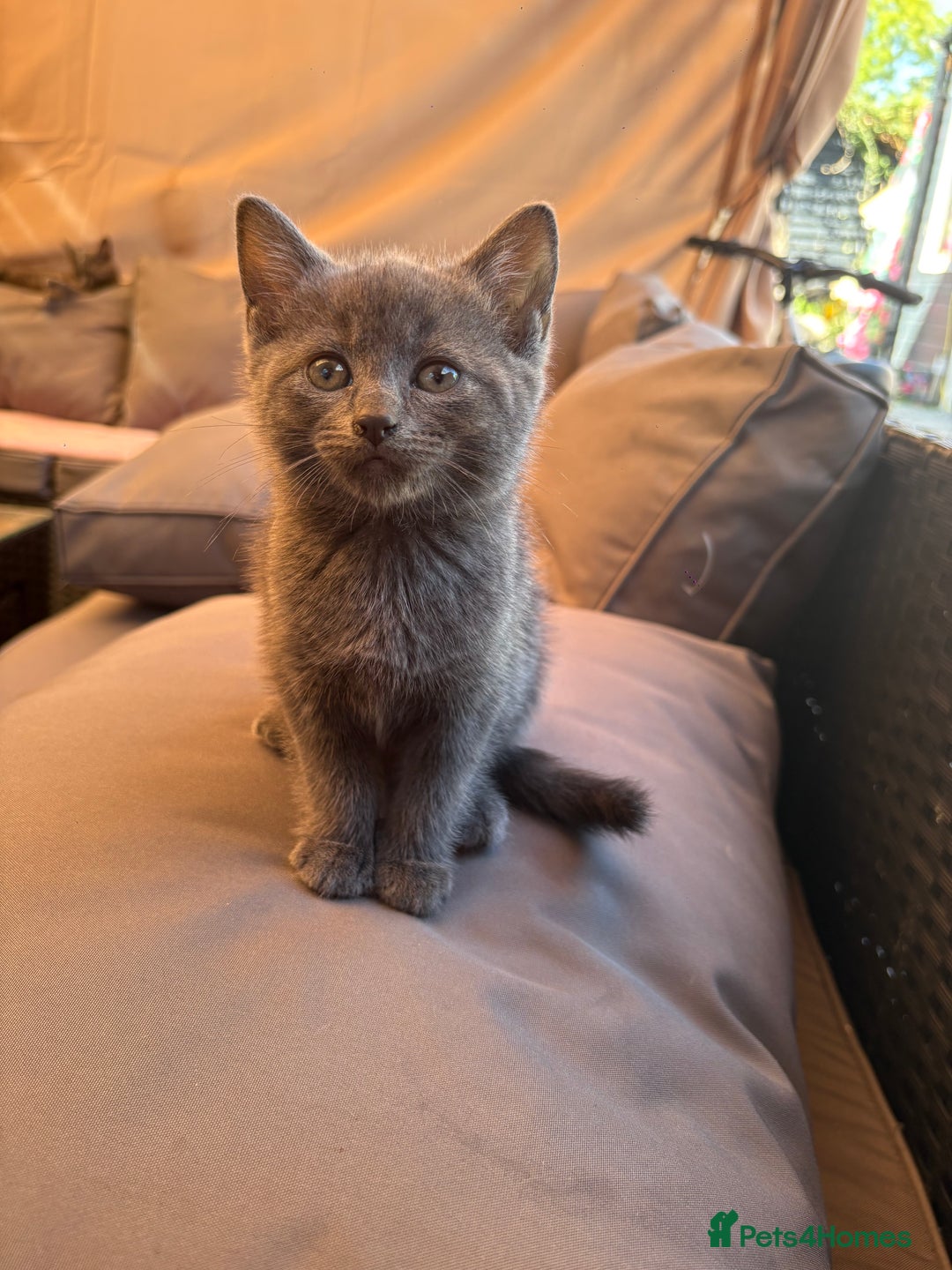 British Shorthair cats for sale: British Blue Cross.  - Image 5