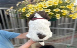 English Springer Spaniel dogs for sale: Beautiful litter of KC reg ESS - Image 16