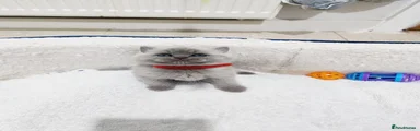 Kitten 1