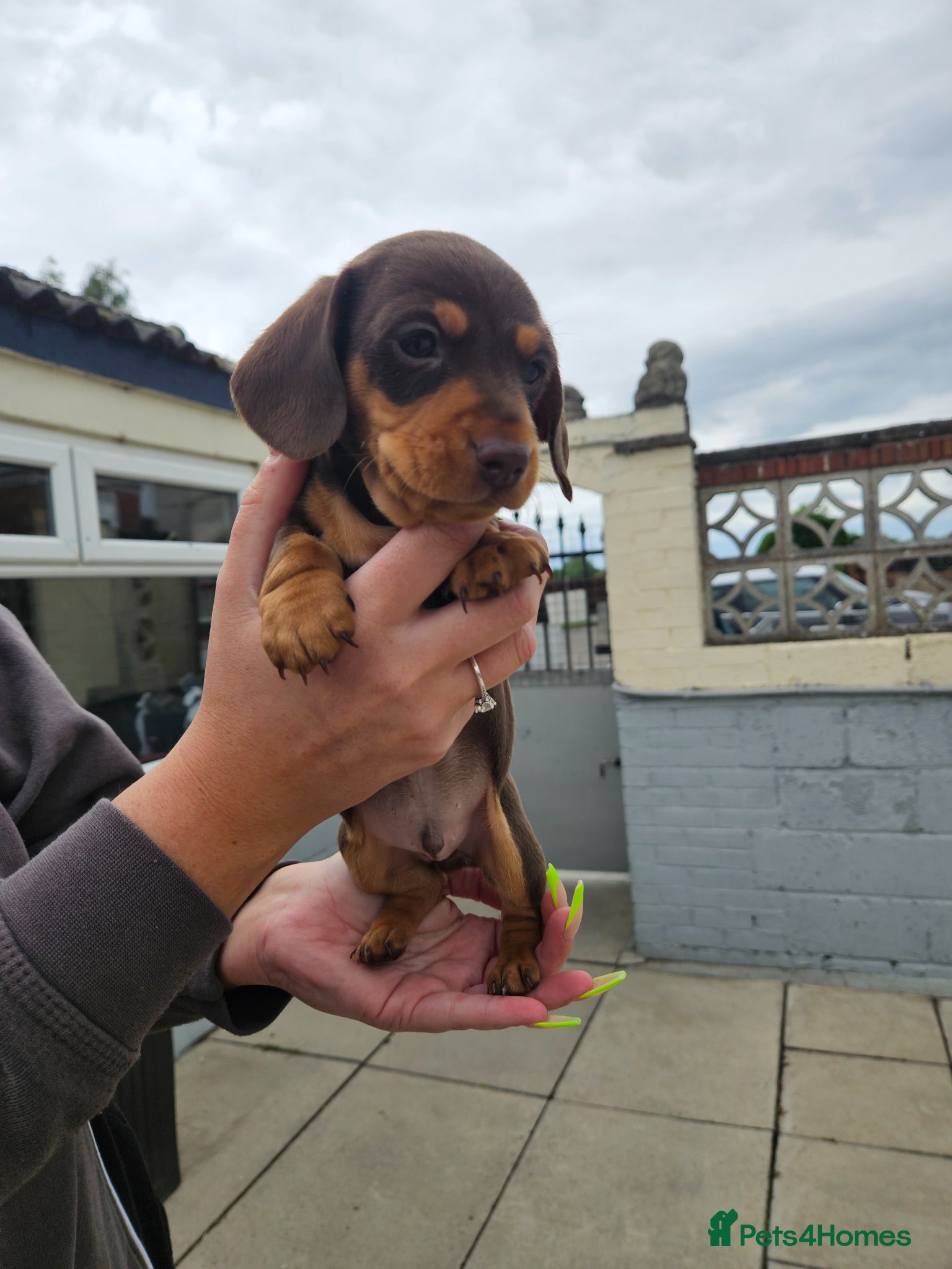 Miniature Dachshund dogs Miniature dachshund puppies  - Advert 18