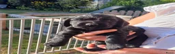 Cocker Spaniel dogs for sale: Health Tested Cocker Spaniel Pups  - Advert 9