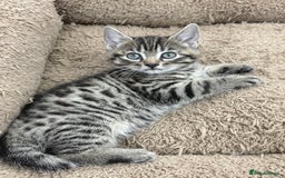 Mixed Breed cats for sale: LOVELY KITTENS  - Advert 9