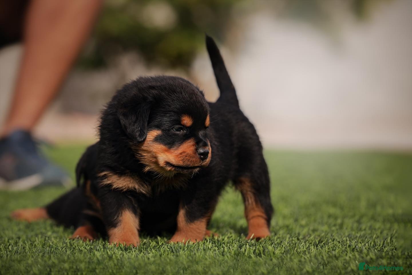 Rottweiler dogs Rottweiler puppies are raised in a family - Advert 2
