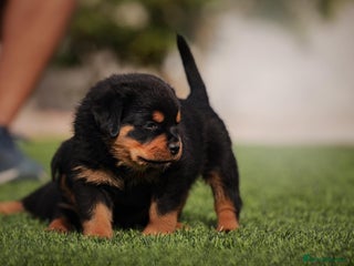 Rottweiler dogs Rottweiler puppies are raised in a family - Advert 2