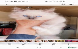 Ragdoll cats for stud: Ragdoll GCCF blue mitted stud LOKI in Wakefield - Image 8