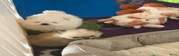 Pomeranian dogs for sale: Teddy Bear Pomeranians  - Advert 16
