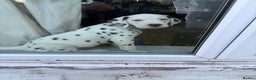 Dalmatian dogs for sale: Dalmațian puppies dogs for sale  - Advert 10