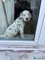 Dalmatian dogs Dalmațian puppies dogs black and white. - Advert 2