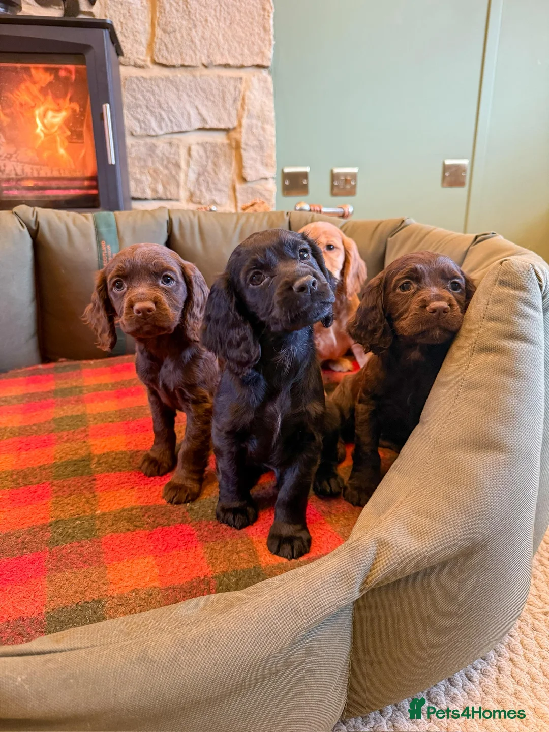 Cocker Spaniel dogs for sale: Outstanding Working Cocker Spaniel Puppy Female - Advert 6