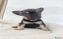 French Bulldog dogs for sale: Beautiful litter off French bulldog puppies  - Image 12