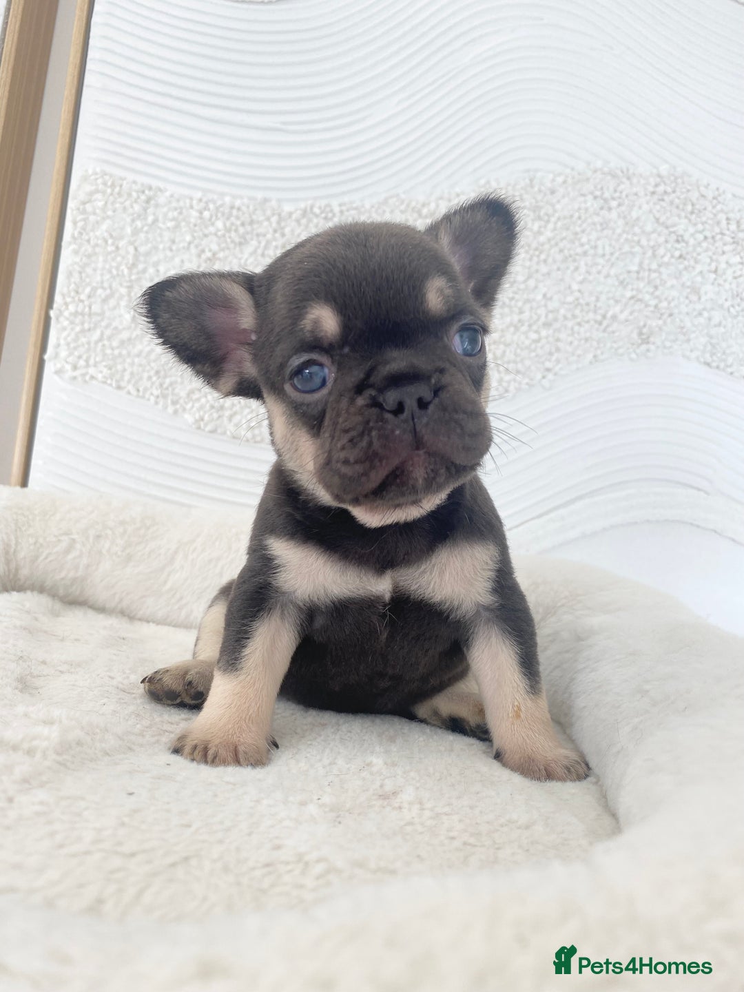 French Bulldog dogs for sale: Beautiful litter off French bulldog puppies  - Image 12