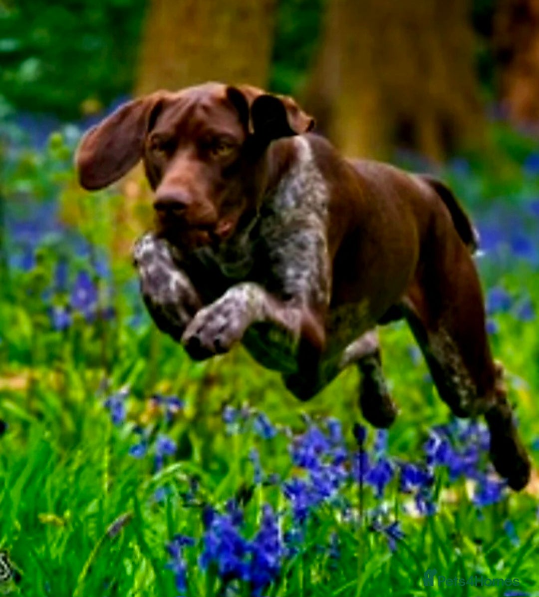German Shorthaired Pointer dogs for sale: German Shorthaired Pointer/Irish Setter-Poinsetter - Image 6