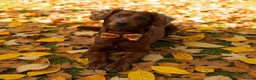 Cockapoo dogs for stud: ❤️ Beautiful Red F2 Cockapoo Stud – Proven – Teddy in Rotherham - Advert 3