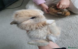 Lionhead rabbits for sale: Baby bunny's  - Advert 16