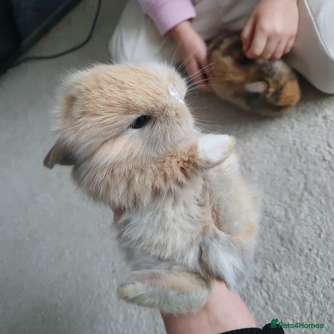 Lionhead rabbits for sale: Baby bunny's  - Advert 16