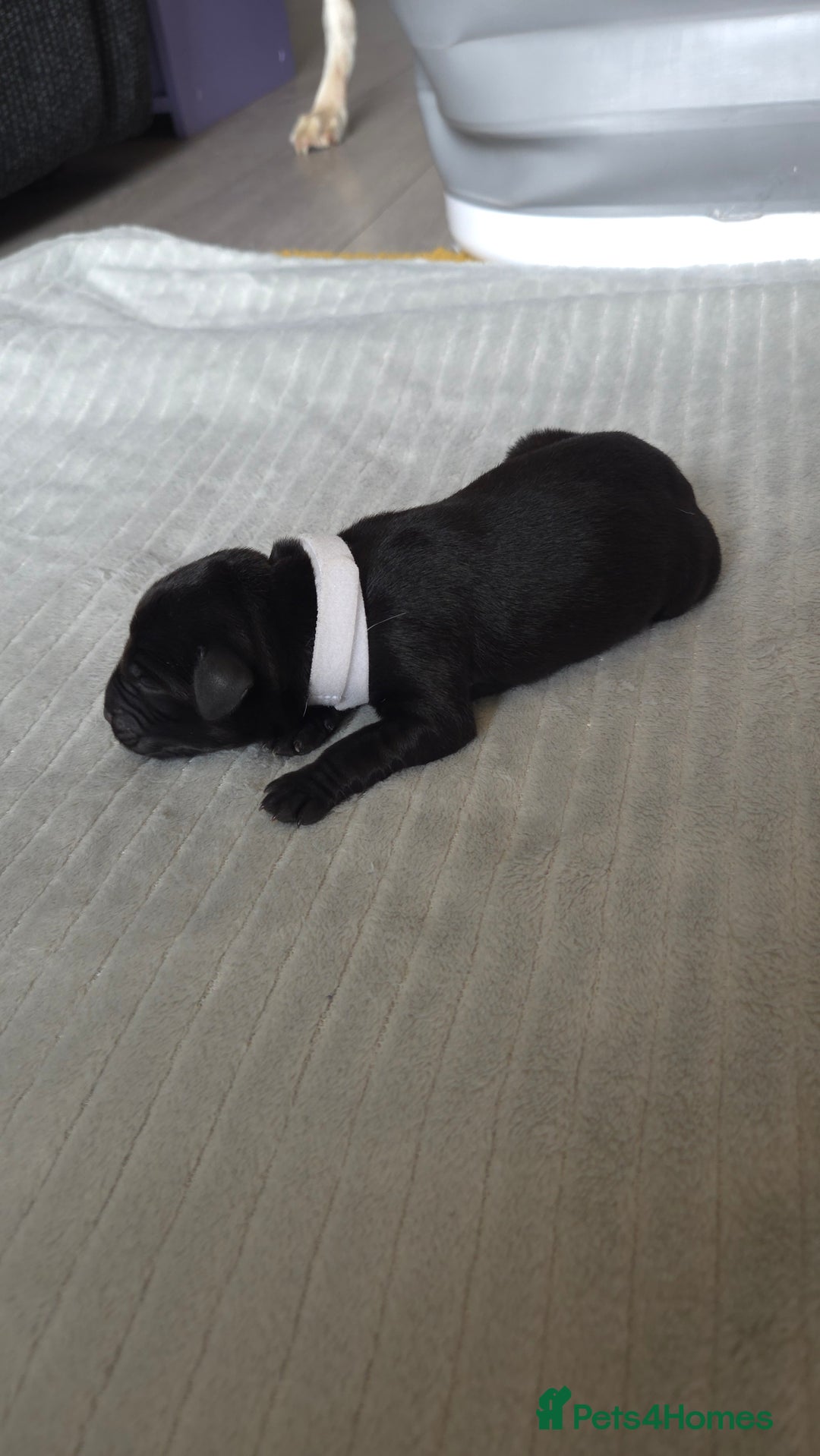 Labrador Retriever dogs for sale: Beautiful pedigree labrador puppies  - Image 27
