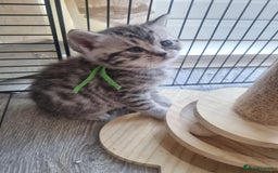 British Shorthair cats for sale: Rare tabby British shorthair  in Knottingley - Image 9