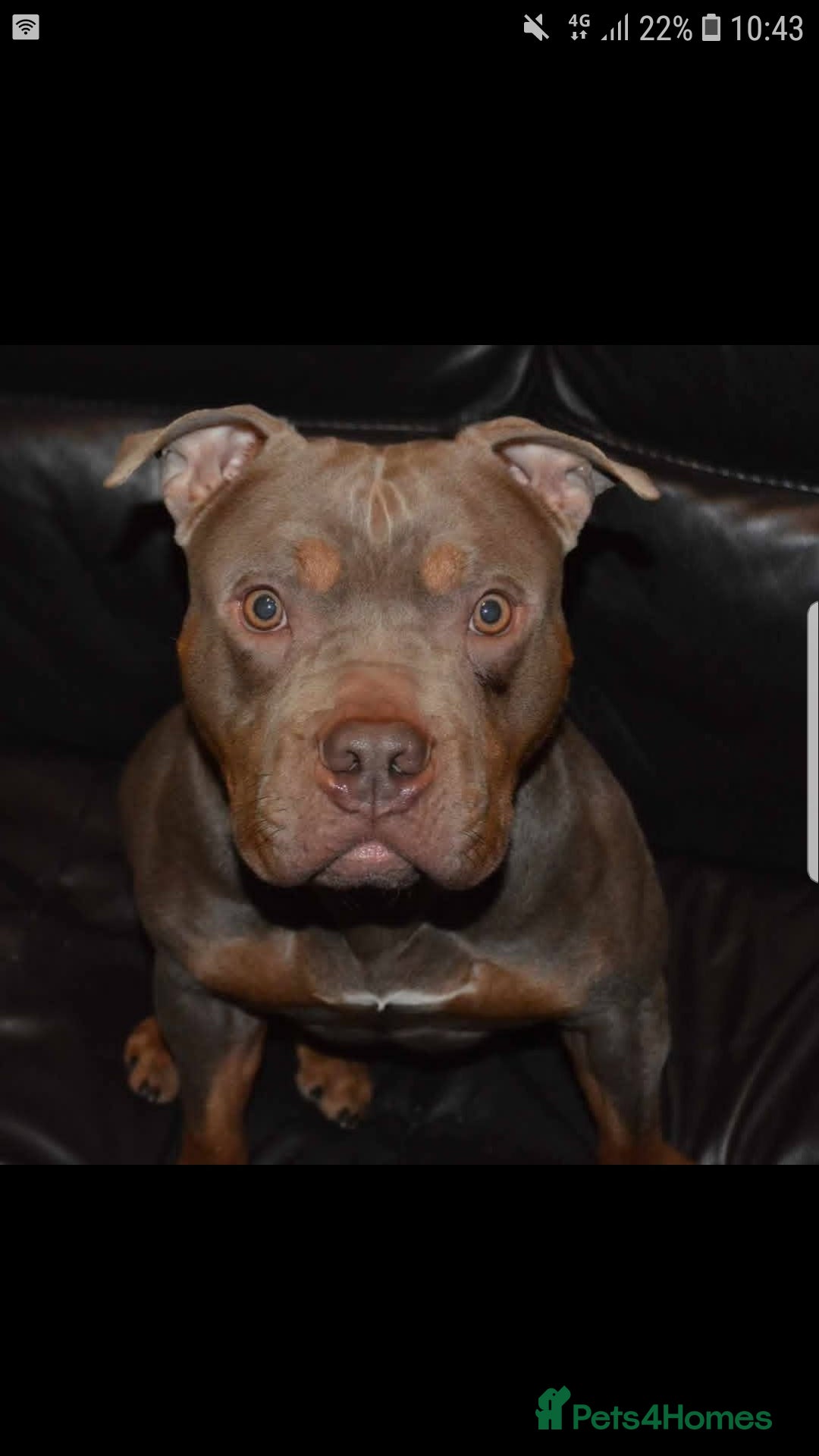 American Bully dogs for sale: Lilac tri pocket bully  - Advert 11