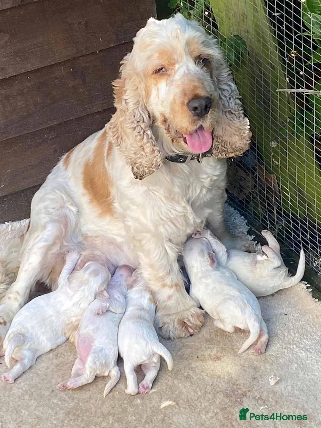 Cockapoo dogs for sale: Cockapoo puppies for sale - Advert 8